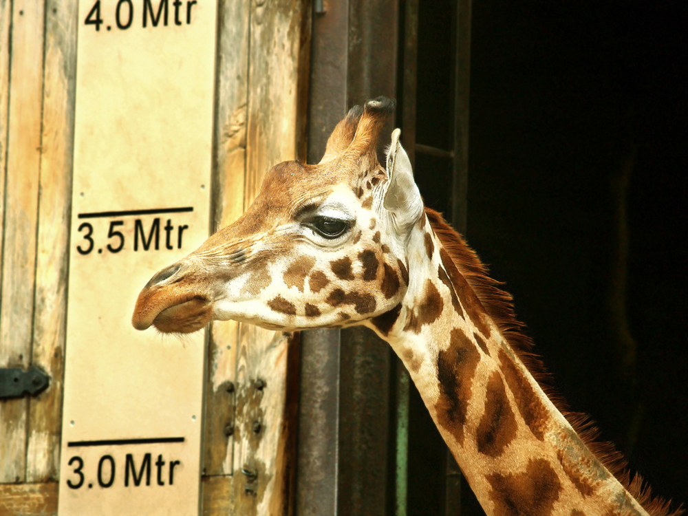 giraffe02 10   