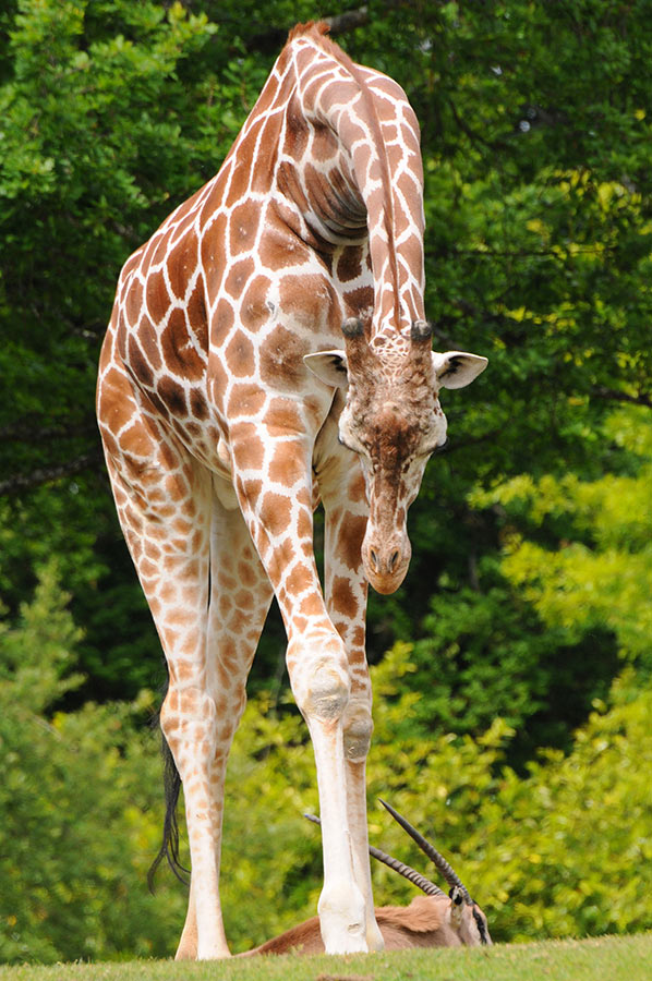 giraffe09 10   