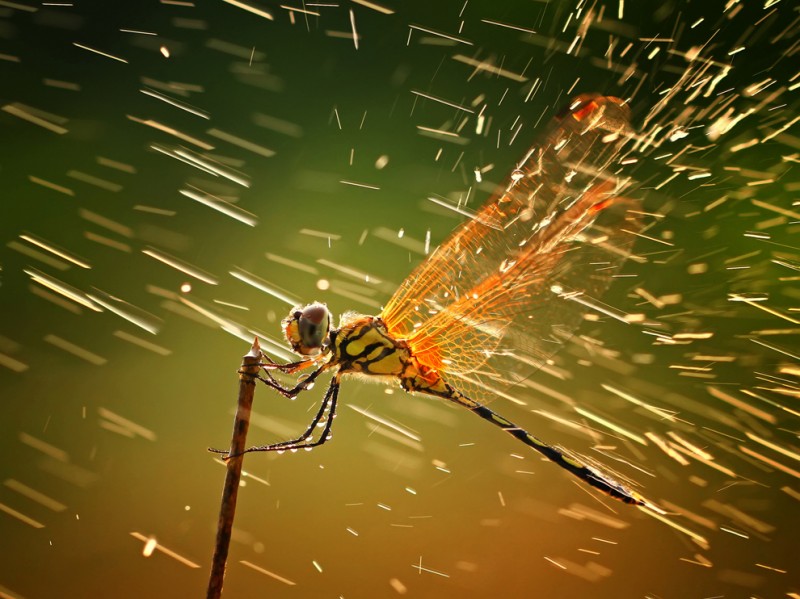 1102 800x599   National Geographic 2011