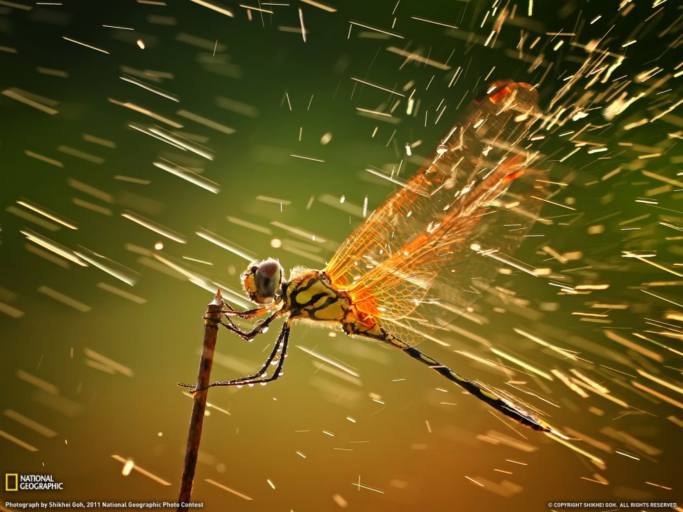 263 990x742   National Geographic   2011