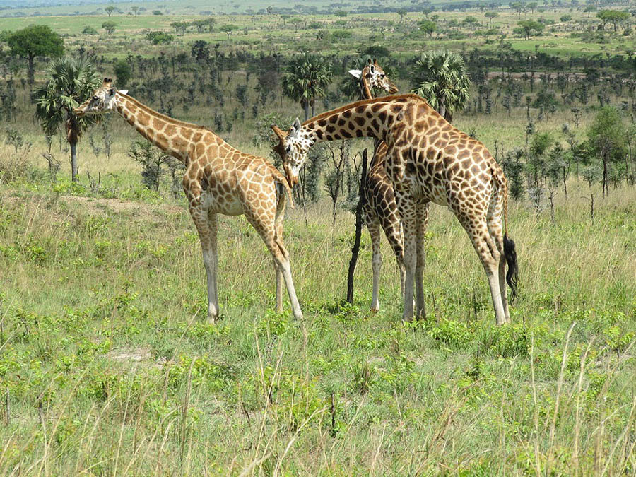 Rothschild giraffe in Murchison Falls National Park  