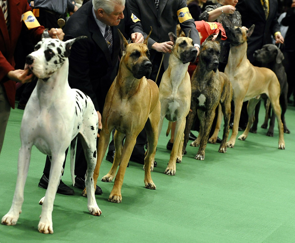 dog show 10      2011