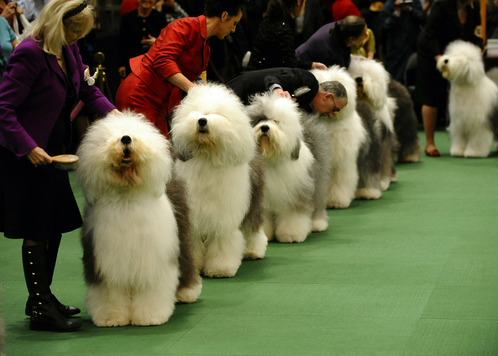 dog show 11      2011
