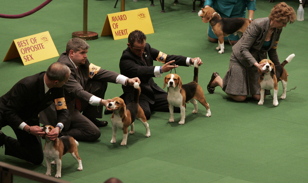 dog show 12      2011