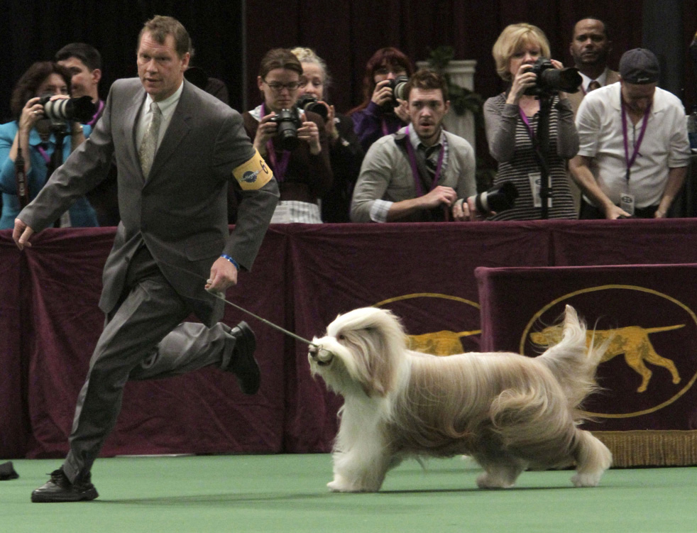 dog show 13      2011