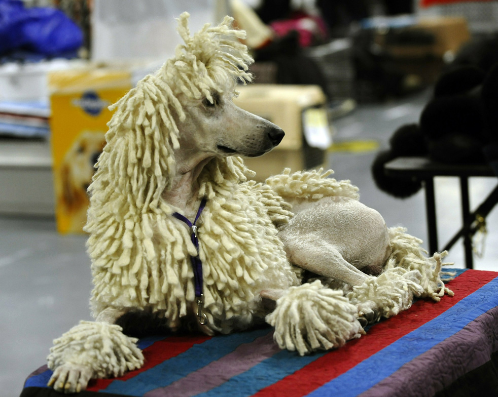 dog show 14      2011