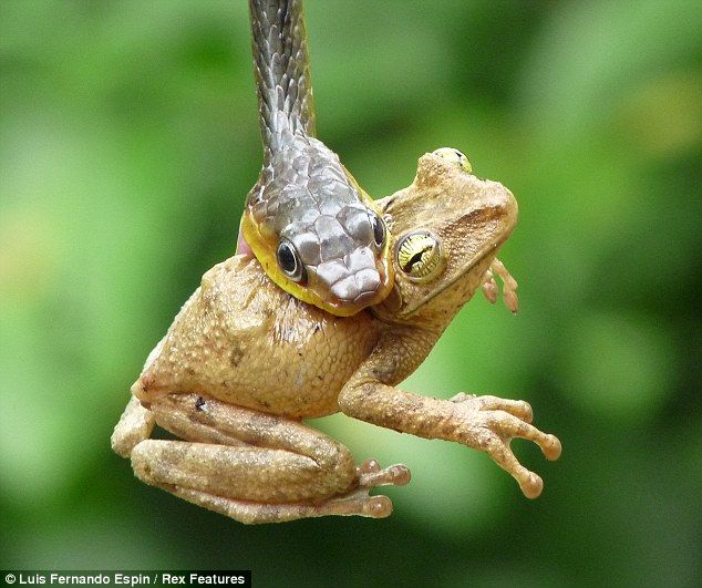 Змея поглощает лягушку (5 фотографий), photo:1