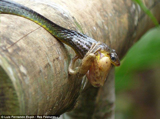 Змея поглощает лягушку (5 фотографий), photo:3