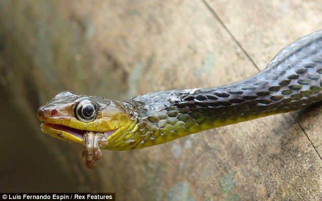Змея поглощает лягушку (5 фотографий), photo:5
