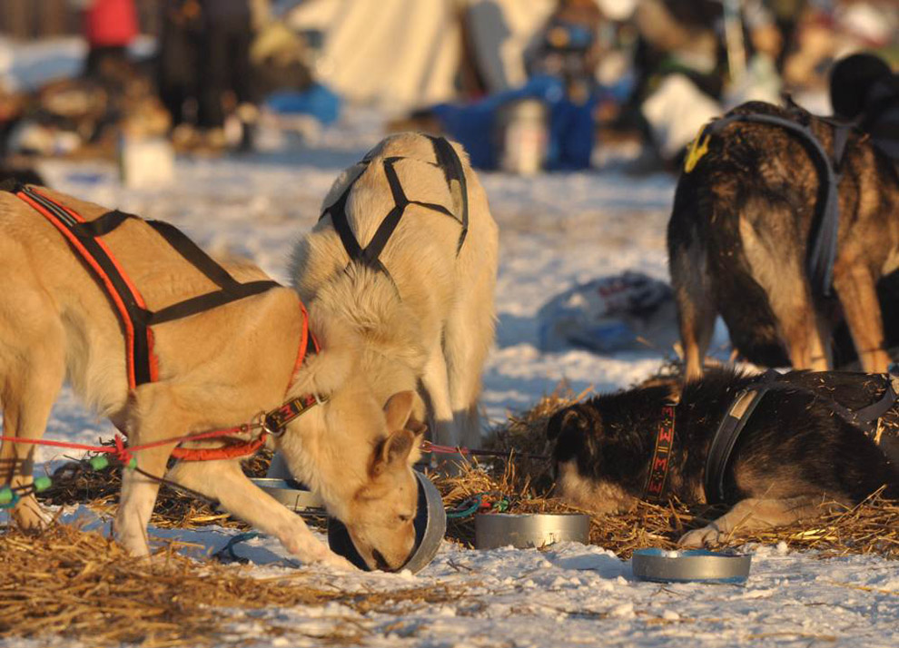 gonka ne     Iditarod 2011