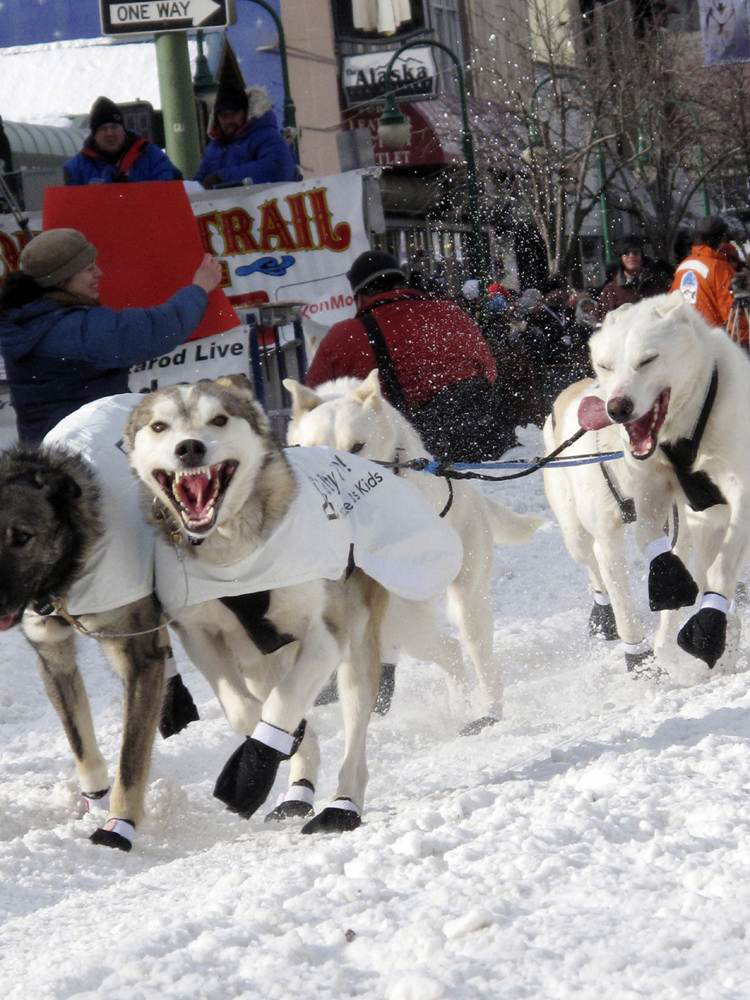 gonka np     Iditarod 2011