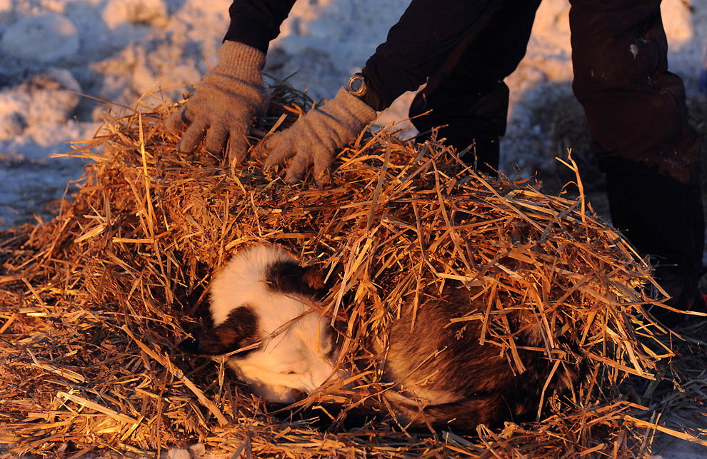 0634 Iditarod 2011      