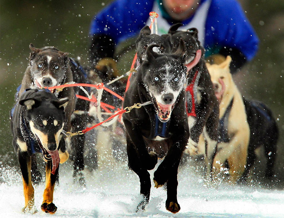 1551 Iditarod 2011      