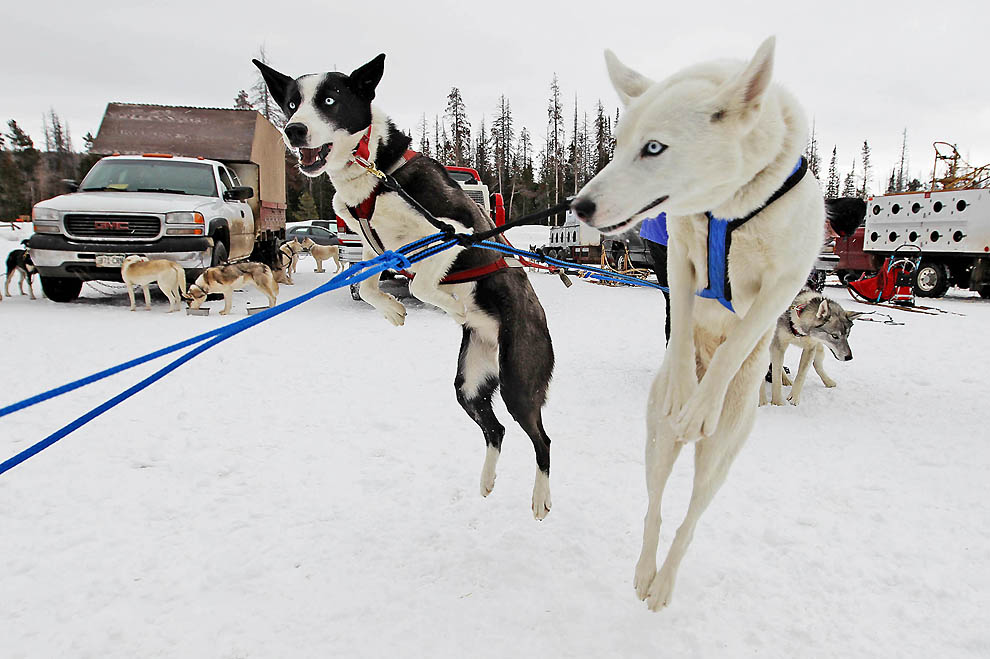 3021 Iditarod 2011      