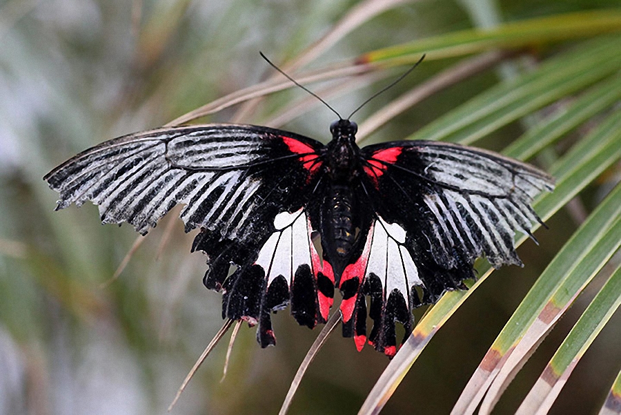 Tropical Butterflies Disp 011    