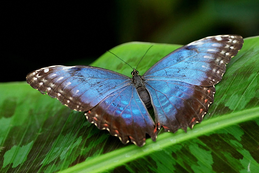 Tropical Butterflies Disp 012    