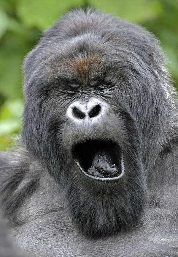 gorillas01 :   