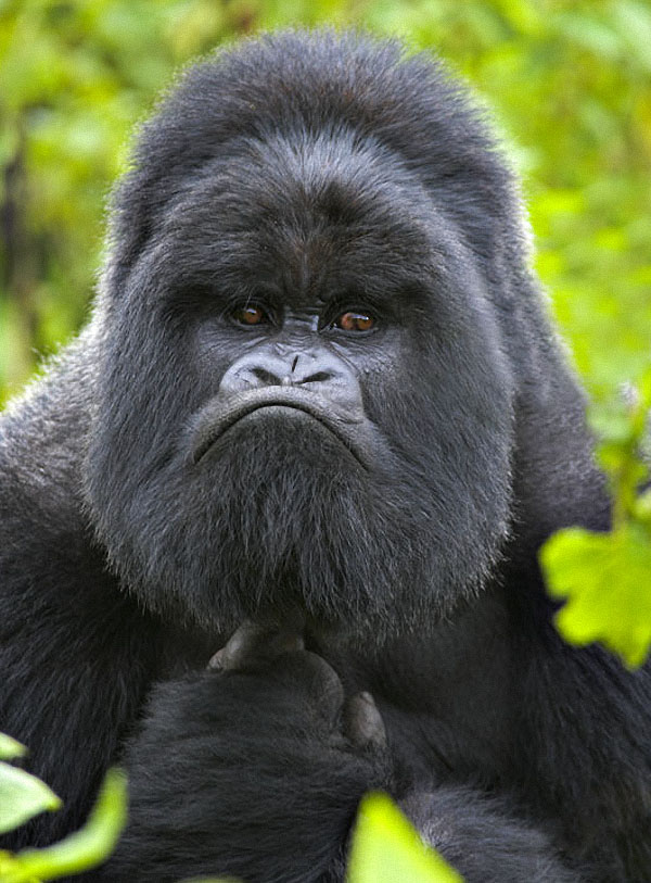 gorillas02 :   