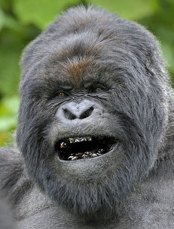 gorillas03 :   
