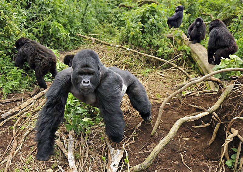 gorillas07 :   