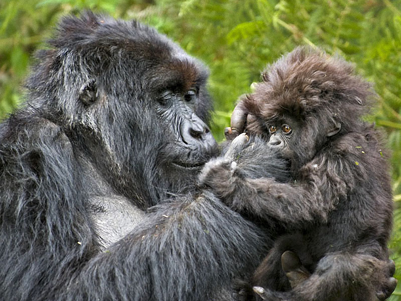 gorillas11 :   