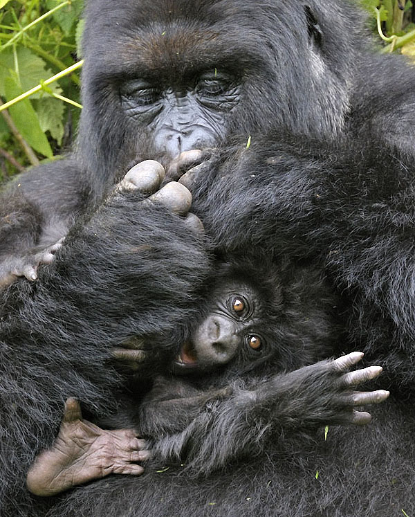 gorillas12 :   