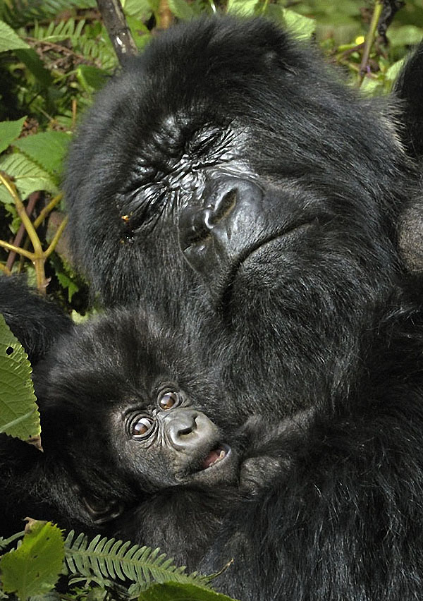 gorillas13 :   