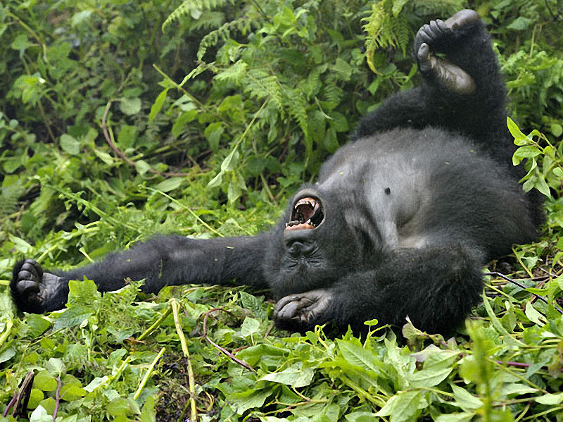 gorillas18 :   