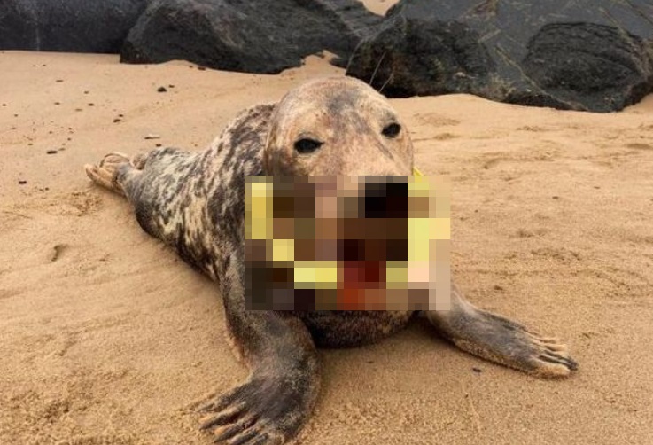На побережье Британии найден тюлень с кольцом на шее (5 фото)