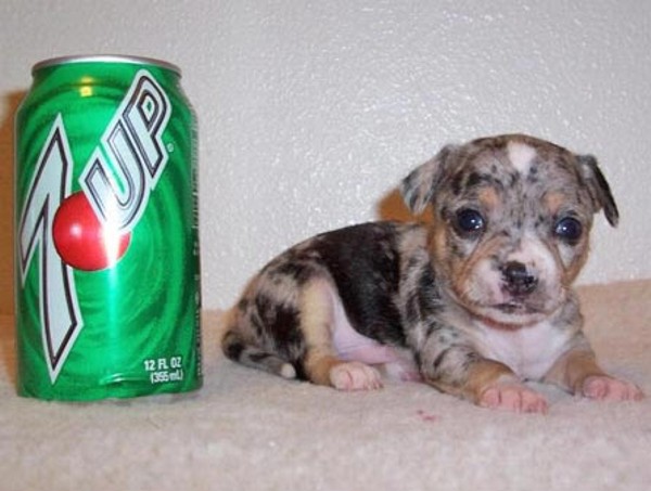 212;238;242;238;239;238;228;225;238;240;234;224; (228;224;235;252;248;229; 226; 240;224;231;226;184;240;237;243;242;238;236; 226;232;228;229;)