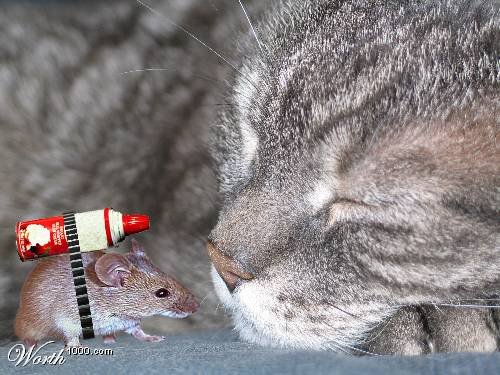 Коты против мышей. Мыши против котов. Кошки vs мышки. Кошка против мышки.