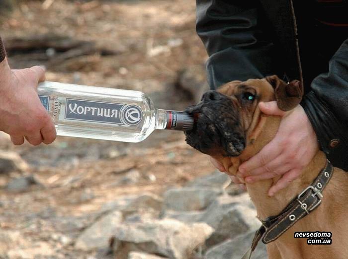 Мега прикольные картинки (47 фото)