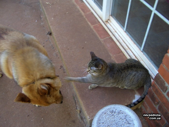 Мега прикольные картинки (45 фото)