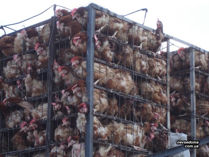 Мега прикольные картинки (45 фото)