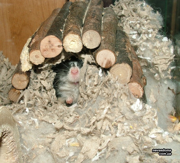 Мега прикольные картинки (45 фото)