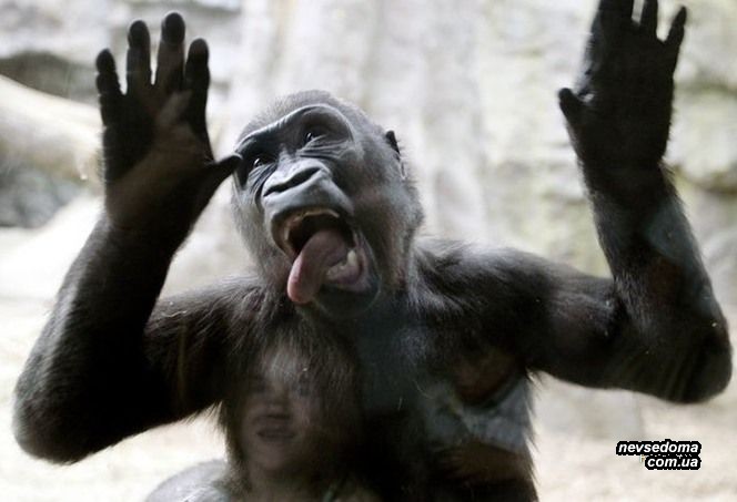 Мега прикольные картинки (45 фото)