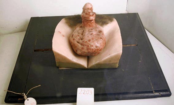 Кунсткамера (не наша) (17 фото)