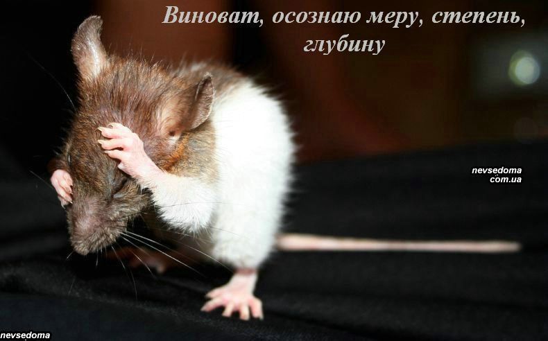 Извини виноваты. Крыса прости. Виноватая мышь. Мышка прости. Прости меня мышка.