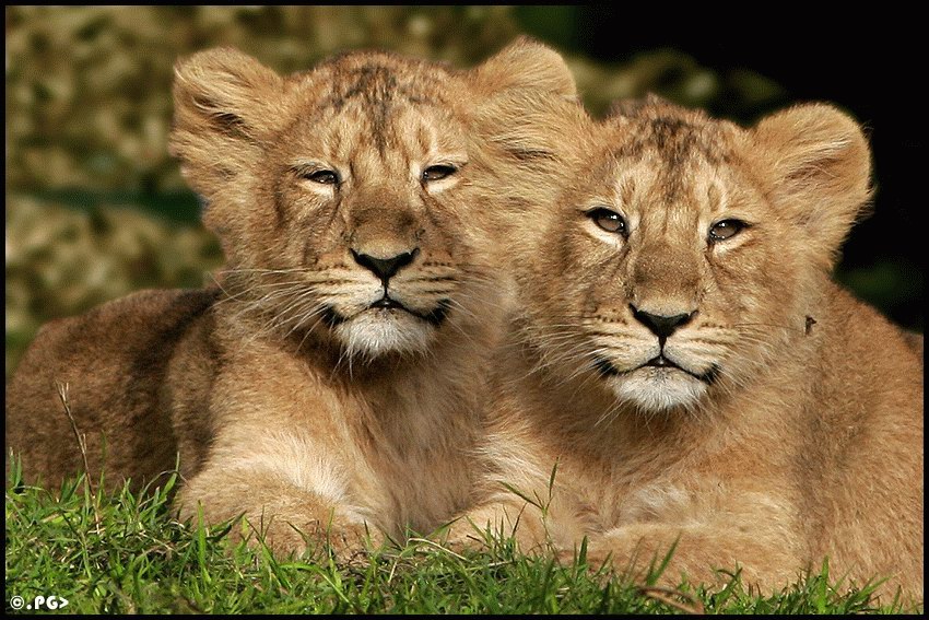 Моя жизнь в мире зверей 176. Самое красивое животное в мире. В мире животных. Самые красивые животные в мире фото. Два львенка фото.