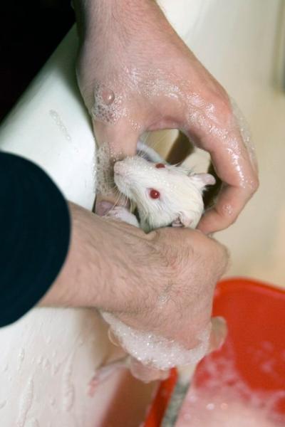 Можно мыть мышей. Декоративные крысы мытье.