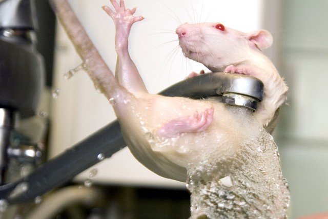 Можно ли мыть мышь. Купание крыс Дамбо.