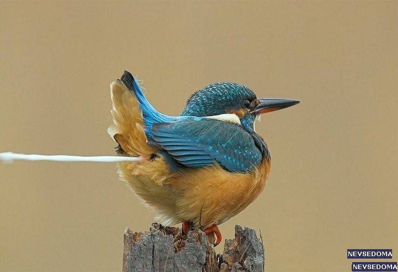 прислал - SweetMama