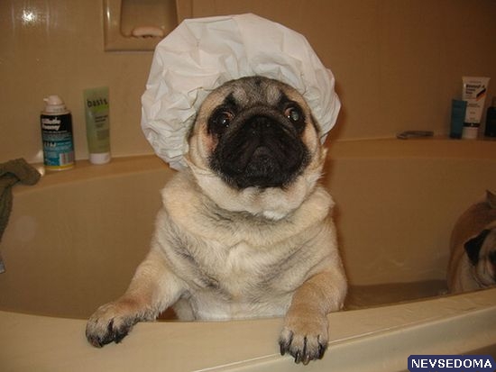 Прикольные картинки 18+ Выпуск 331