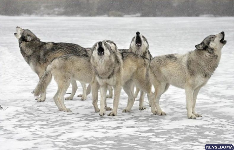 Прикольные картинки 18+ Выпуск 331