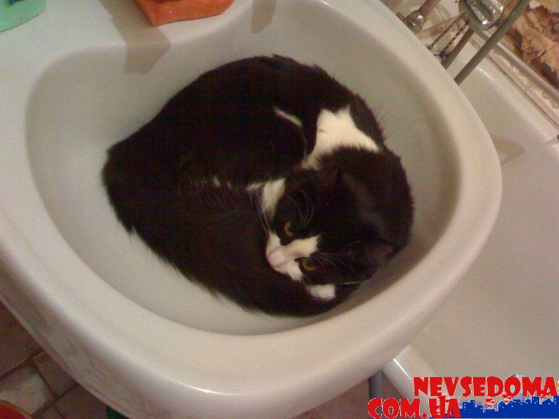 прислал - feodot прислал - feodot