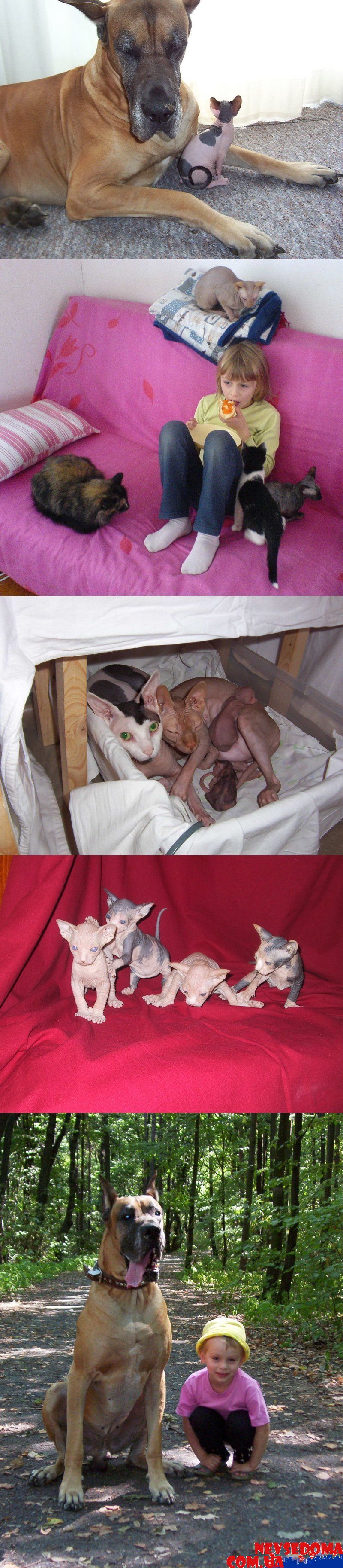 прислал - shvets