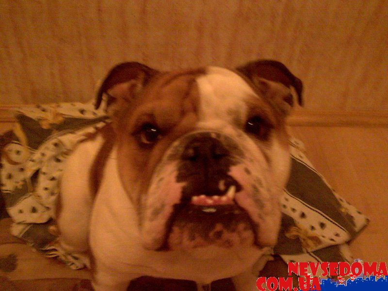 прислал - vipshumakov