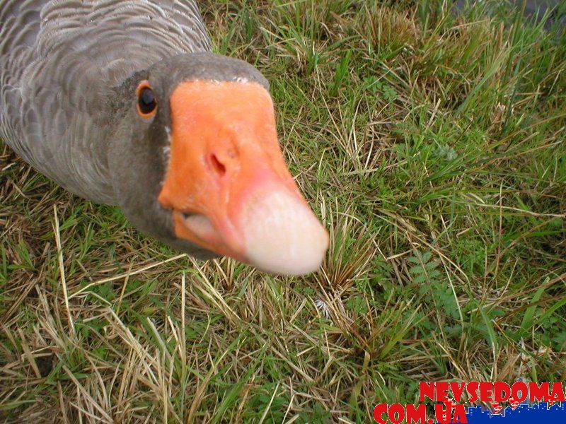 прислал - mazafaka