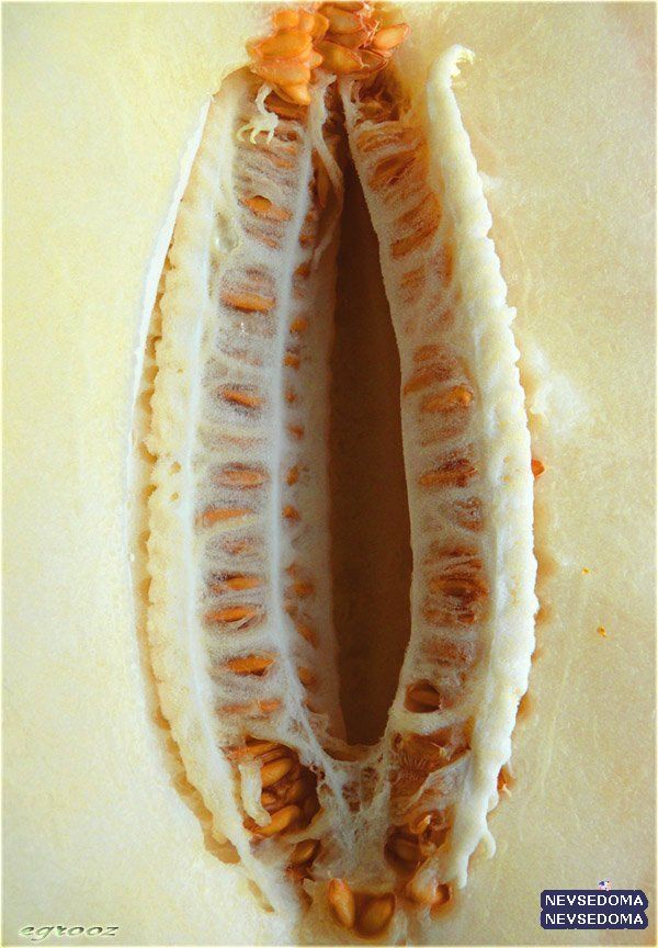 прислал - egrooz