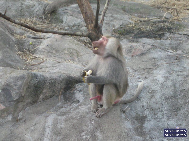 прислал - izhu